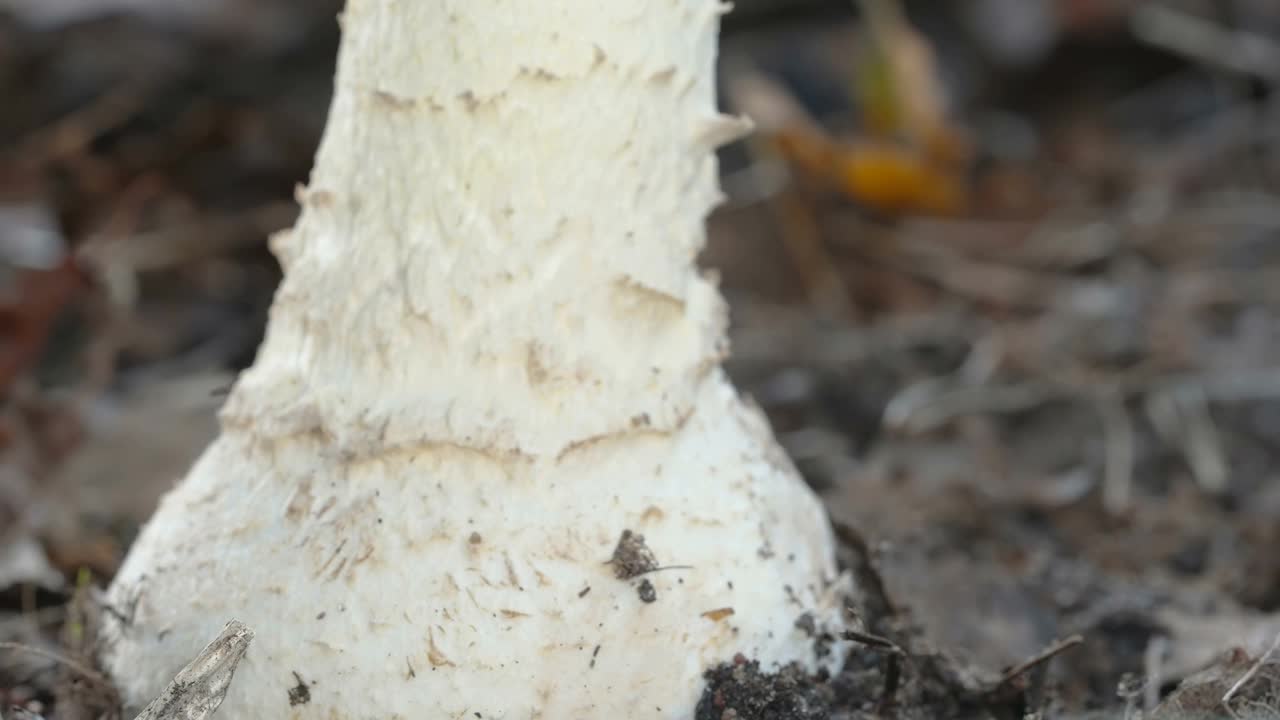 在爱沙尼亚，近距离观察苍蝇毒鹅膏菌的白色茎视频下载