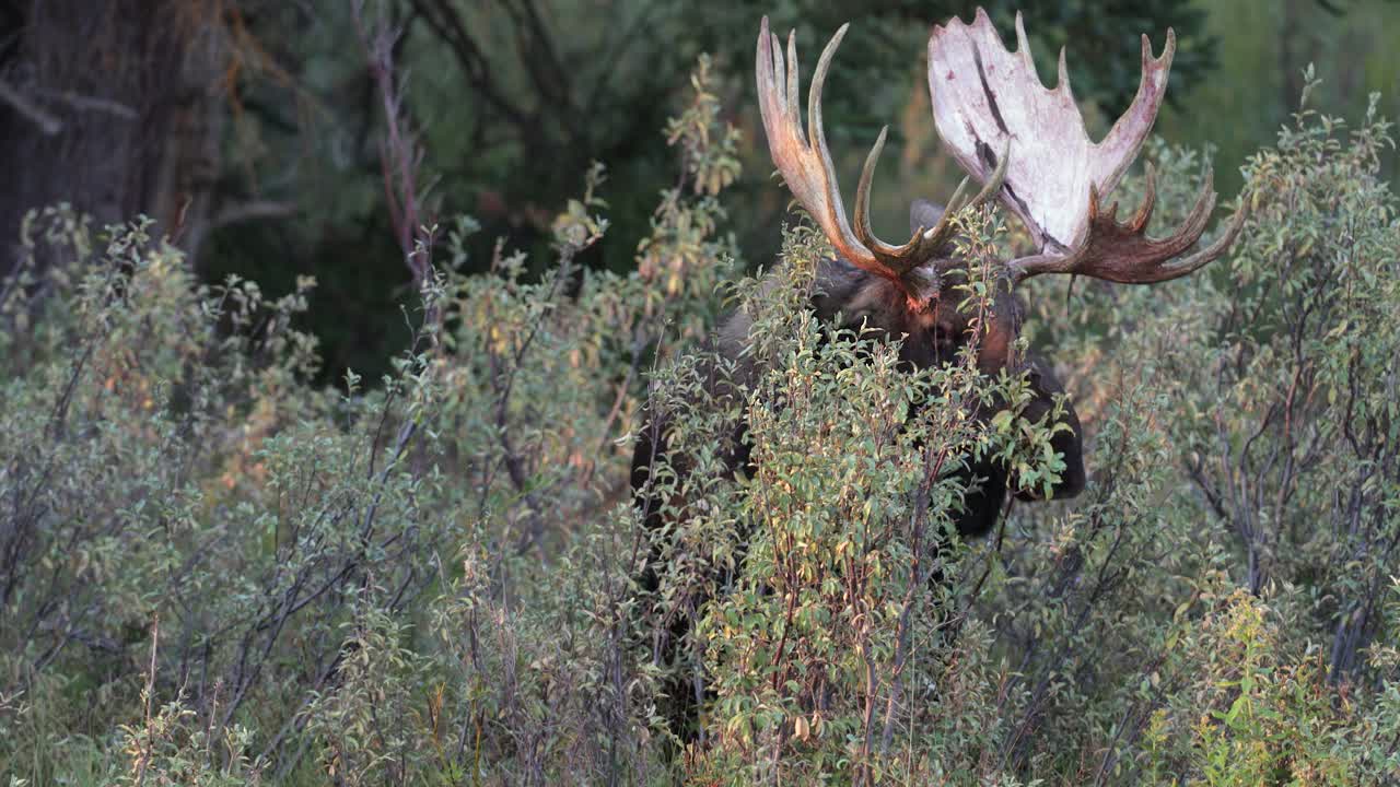 MS 4K拍摄了一个巨大的公驼鹿(Alces Alces)脱下他的天鹅绒，并在日出时接近相机视频素材