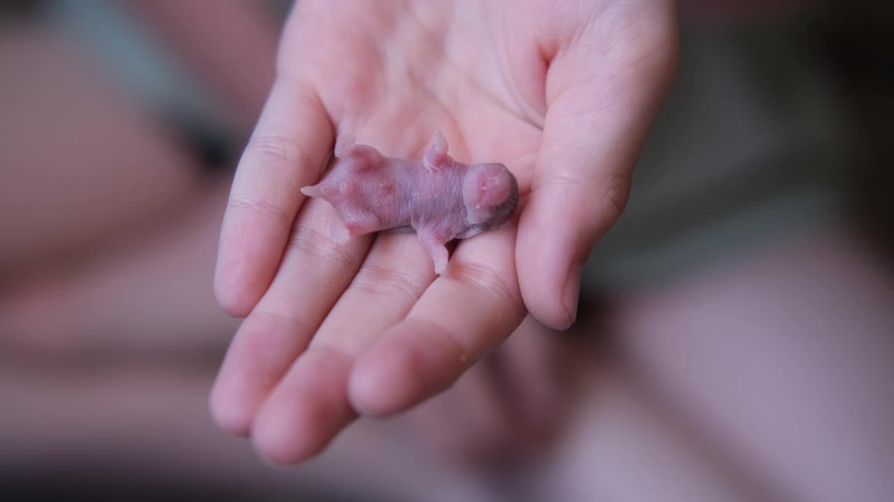 一只刚出生的小仓鼠躺在婴儿的手上视频素材