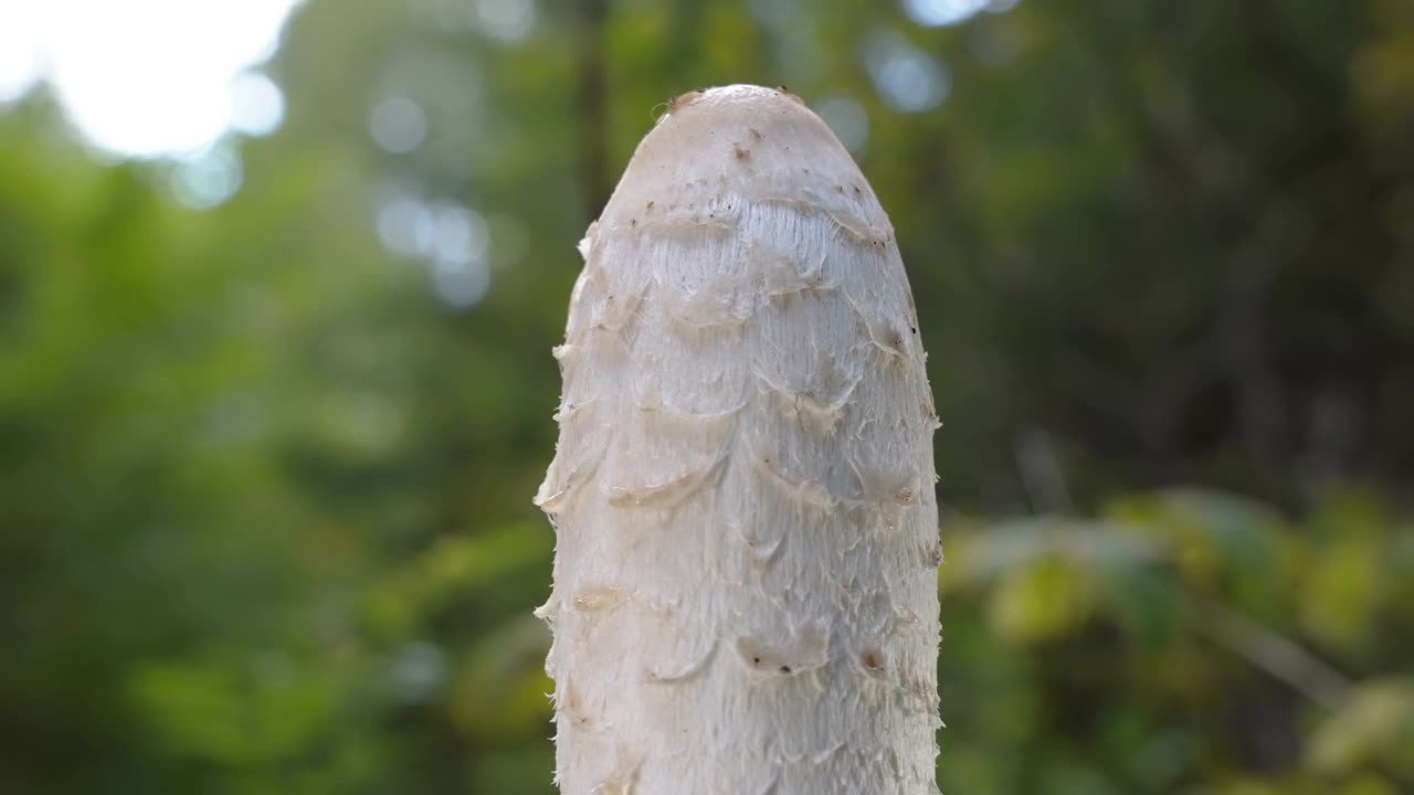 近距离观察爱沙尼亚的毛绒绒墨水帽蘑菇的孢子视频下载