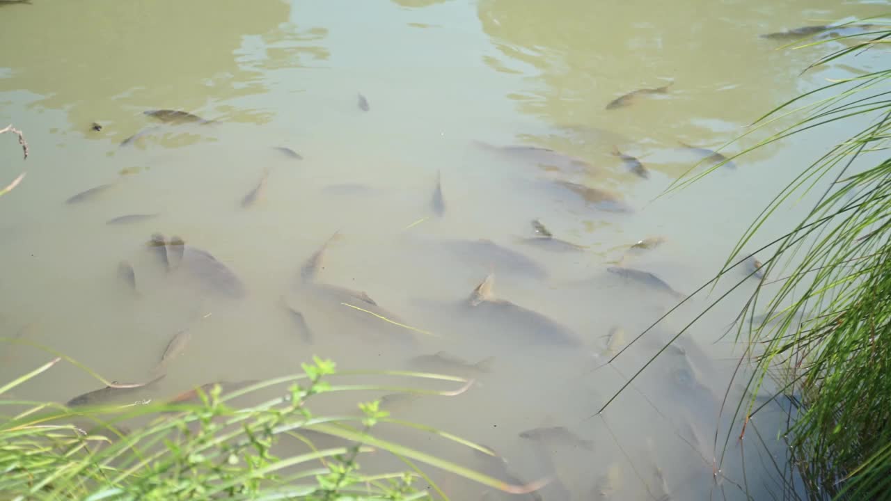 在马尔莫尔瀑布的小湖中的鳟鱼视频素材