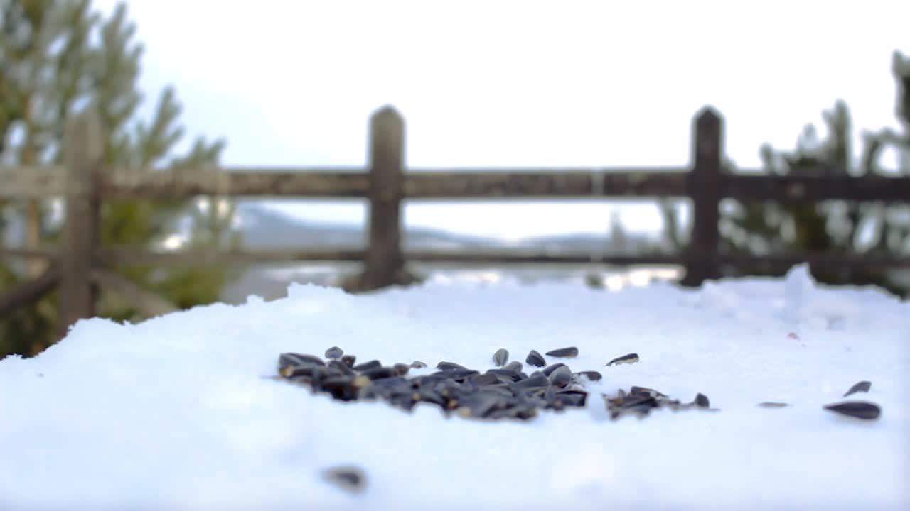 寒冷的冬天，在松林公园的雪地观景台上，野生的小鸟，坚果草和柳山雀正在吃种子视频下载