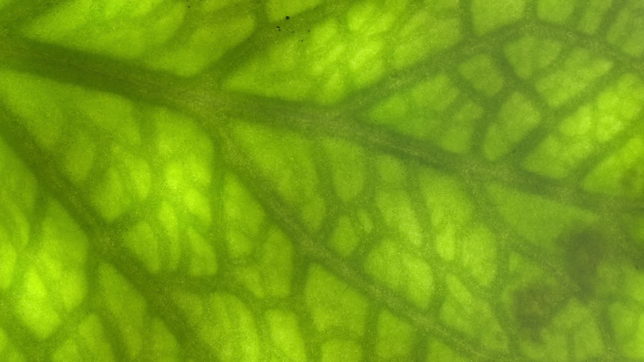 绿叶背景。视频下载