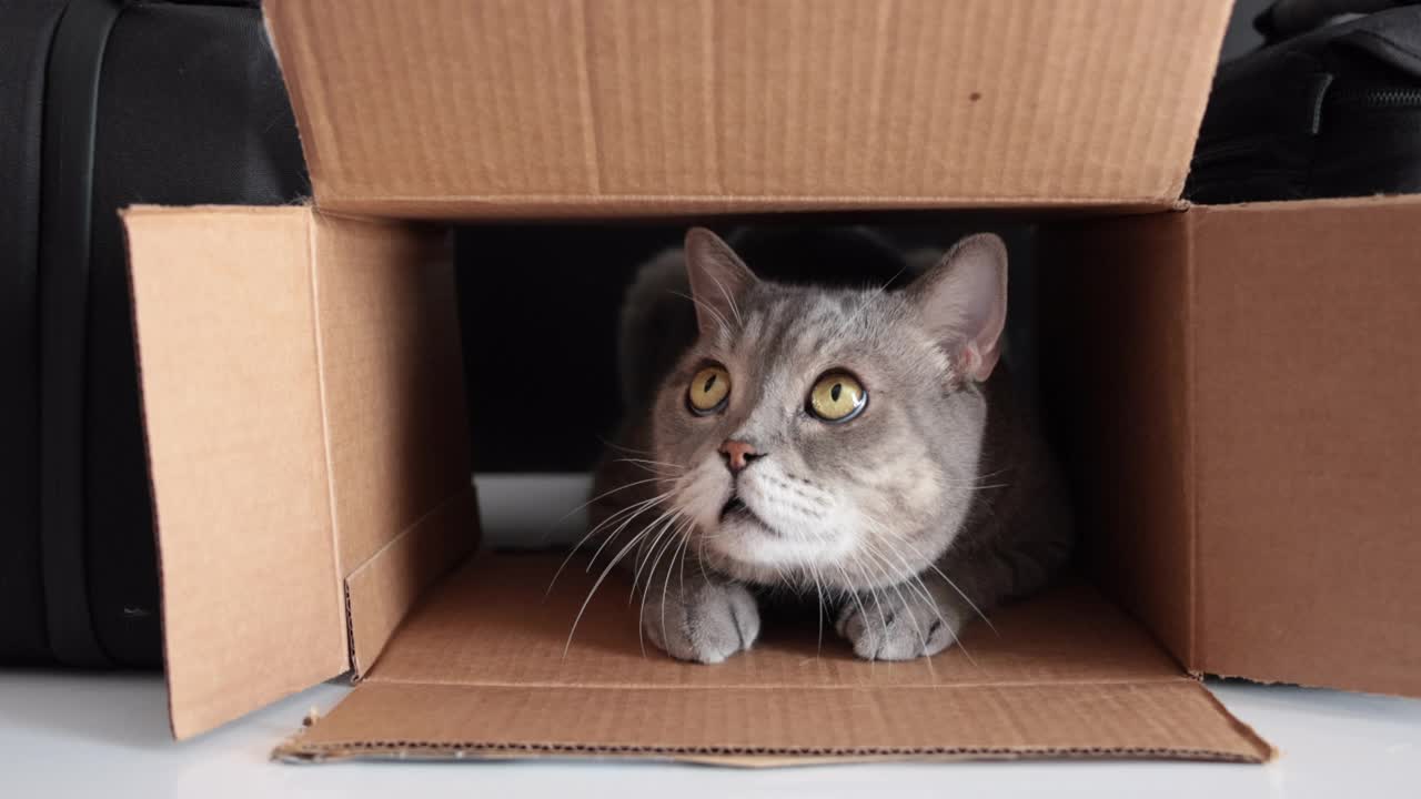 好奇的小猫在纸箱里，在外面玩着红球。视频下载
