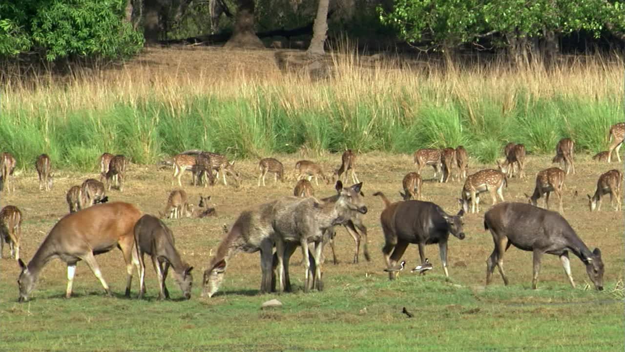 一群在草地上吃草的鹿视频下载