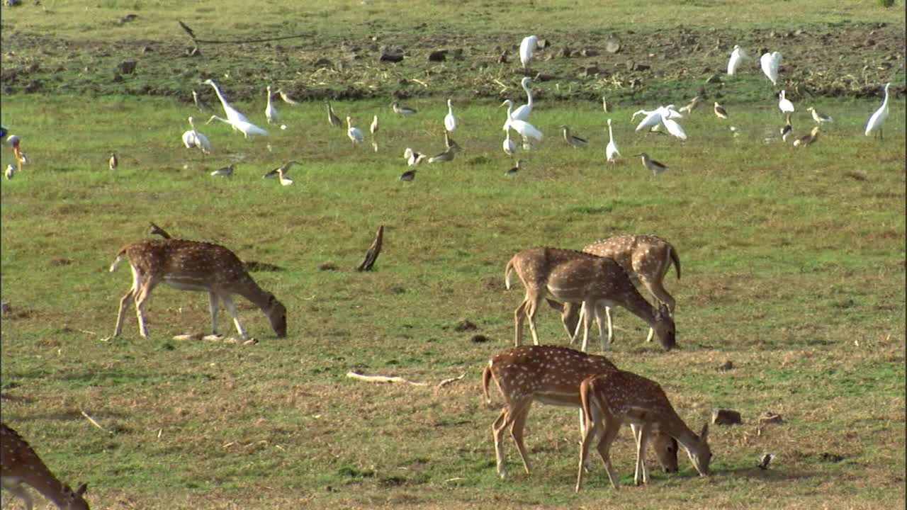 一群斑点鹿和一群鸟在草地上吃草视频下载
