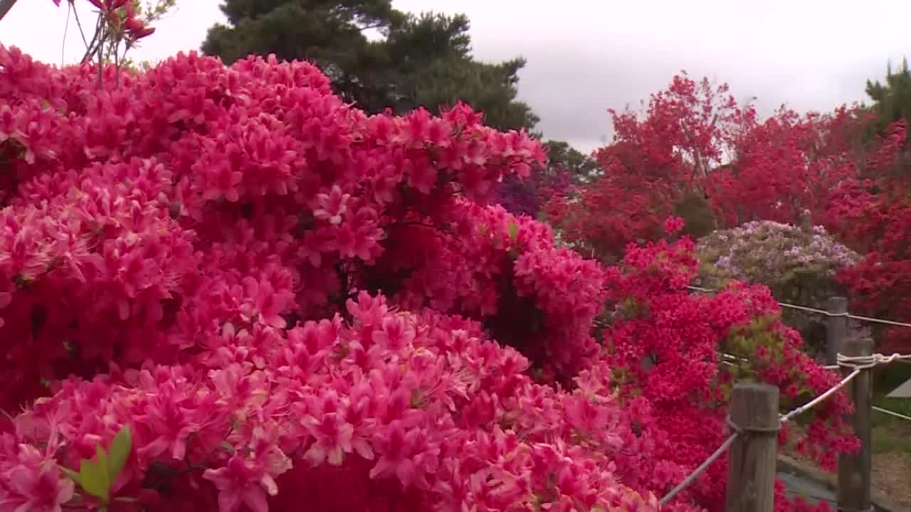 杜鹃花，群马县，日本视频素材