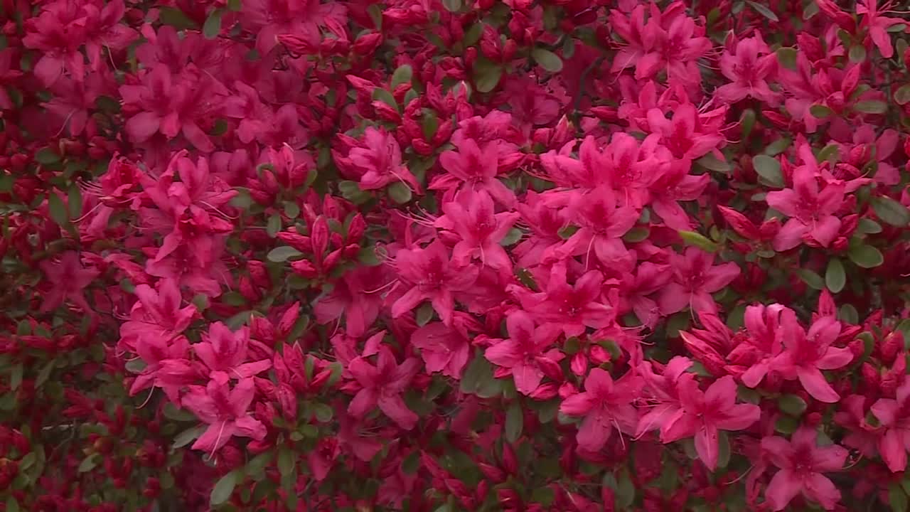 杜鹃花，群马县，日本视频下载