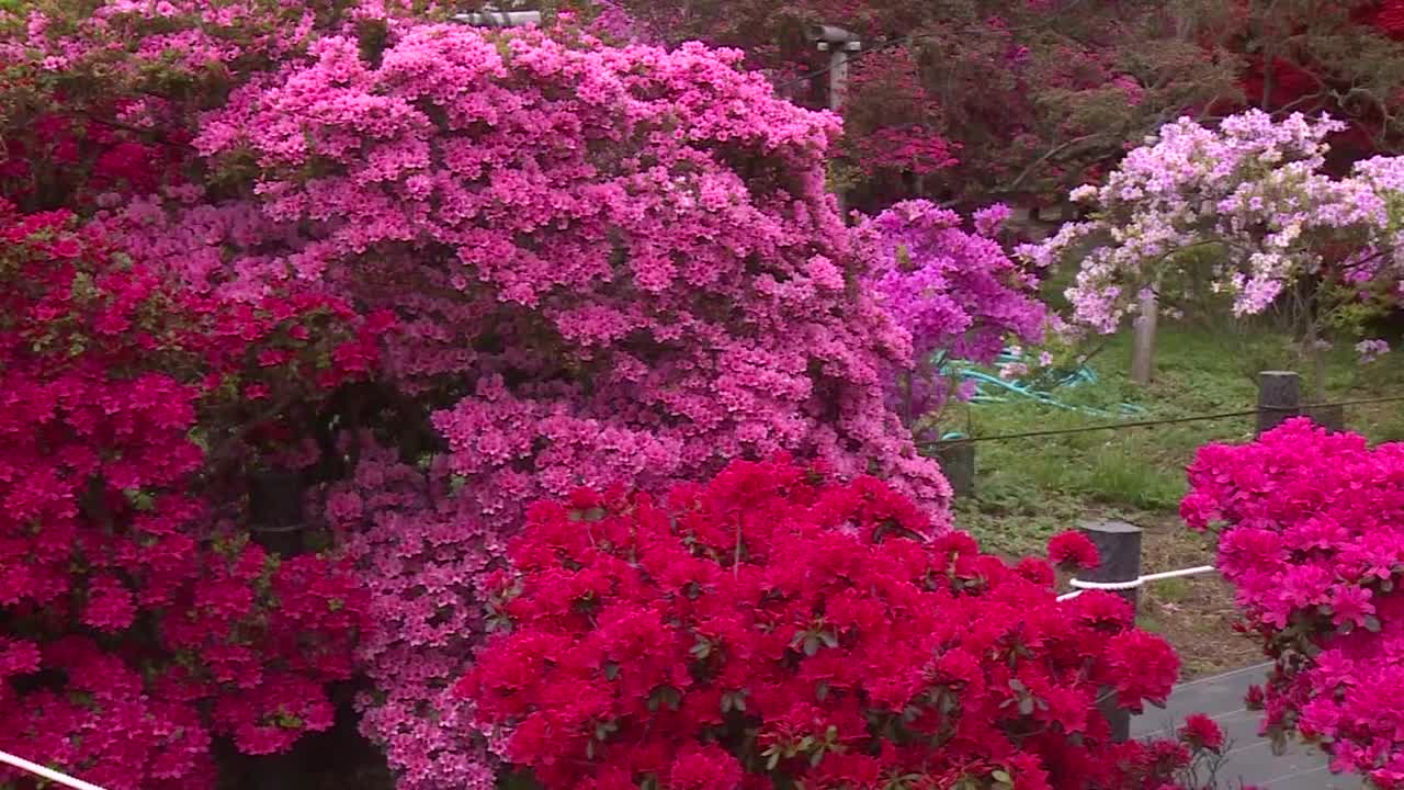 杜鹃花，群马县，日本视频素材