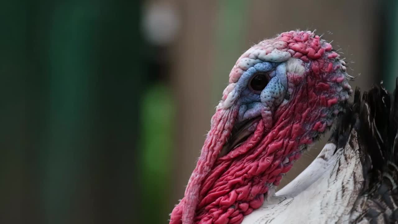 美丽的家火鸡鸟红色的头在新鲜的绿色草地上视频下载