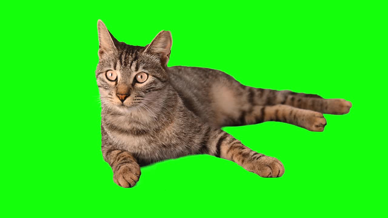 绿色屏幕上可爱的小虎斑猫视频素材