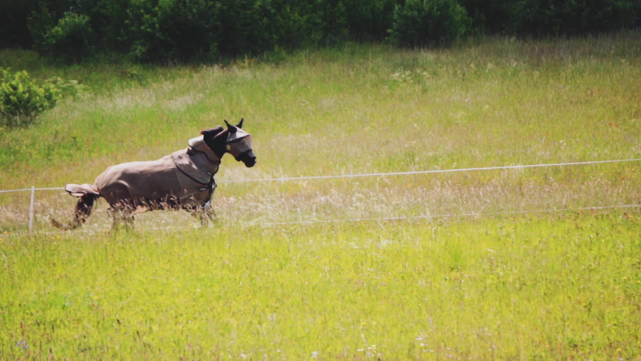 马在草地上奔跑，慢动作视频素材
