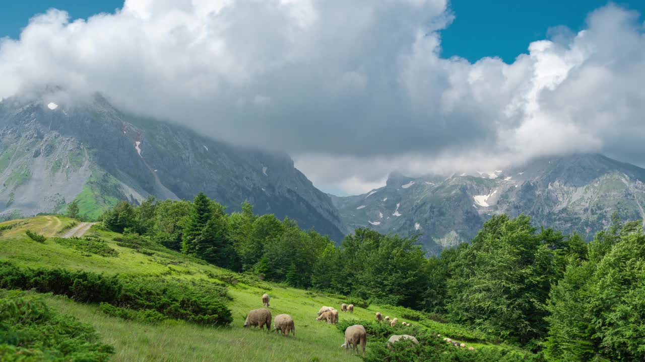 瑞士阿尔卑斯山区牧场上的羊群。间隔拍摄4 k。视频素材