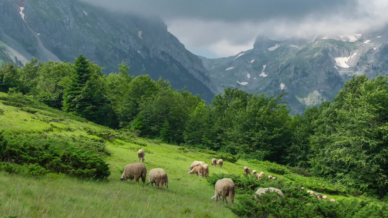 瑞士阿尔卑斯山牧场上一群羊并排站着。间隔拍摄4 k。视频素材