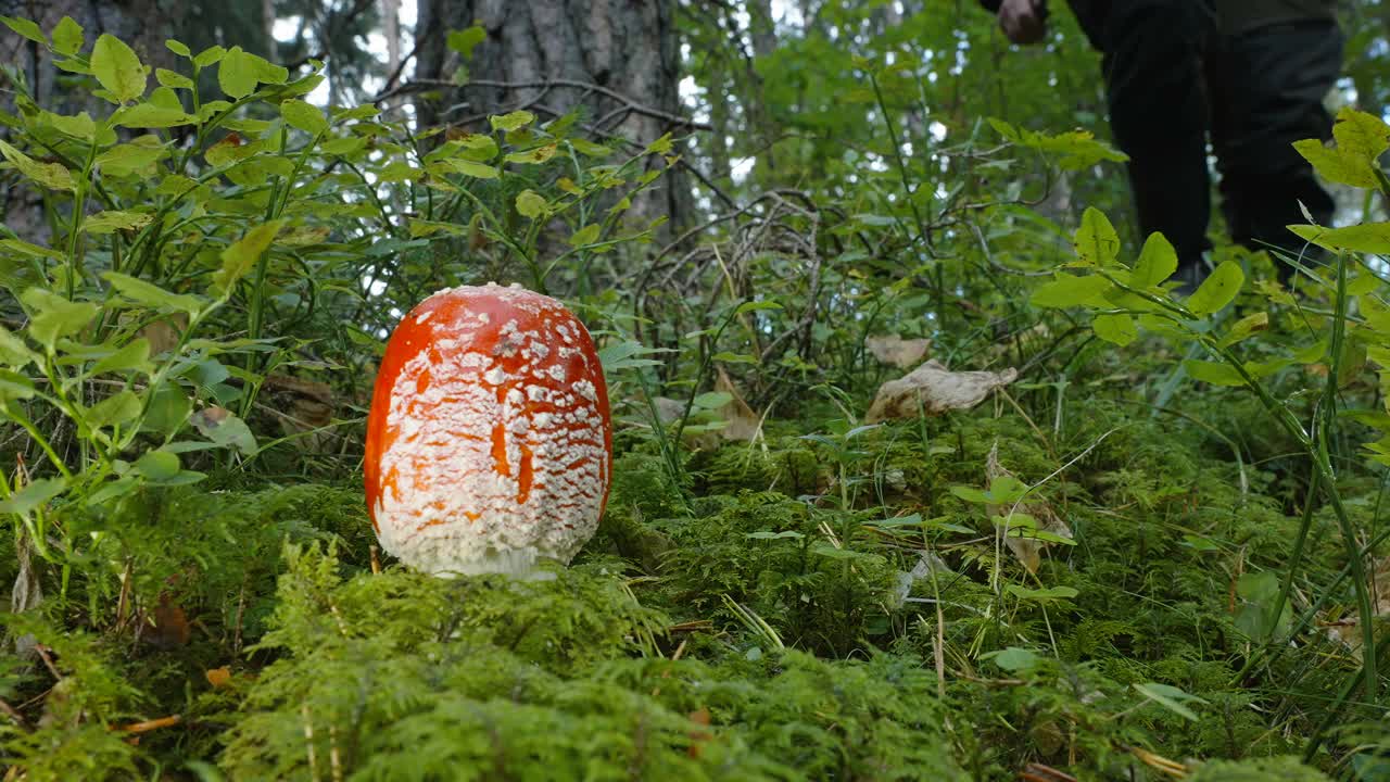 在爱沙尼亚，一名男子正经过蘑菇视频下载