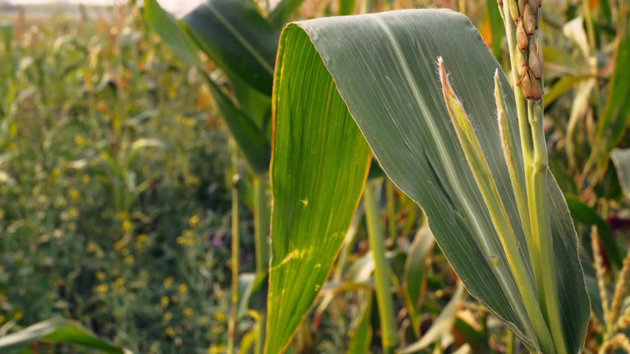 田野里一片绿色的玉米叶子的特写镜头。田里的玉米顶着树枝上的种子。检查庄稼是否准备好收割玉米视频素材