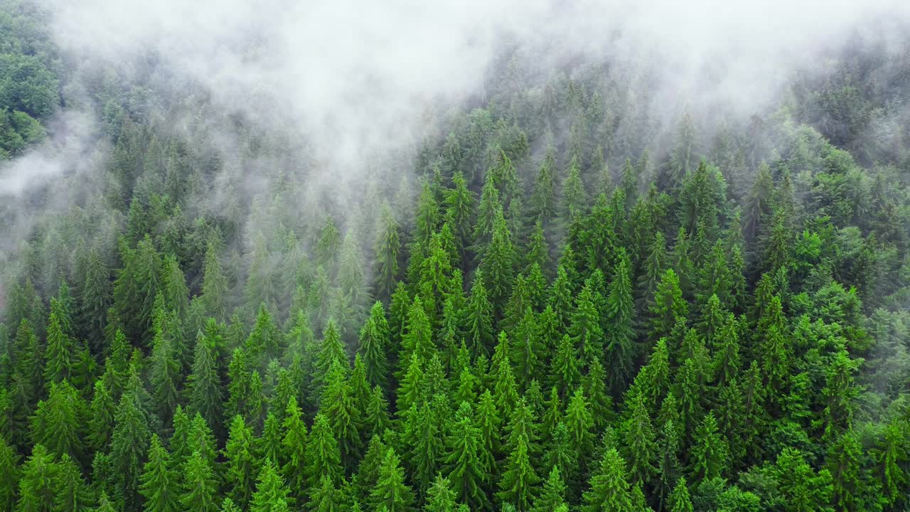 鸟瞰迷雾森林，云朵在山上。无人机拍摄云杉针叶树顶，自然背景镜头在4K视频素材