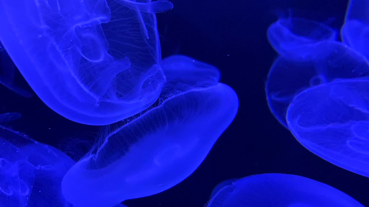 群水母漂浮蓝光背景视频素材