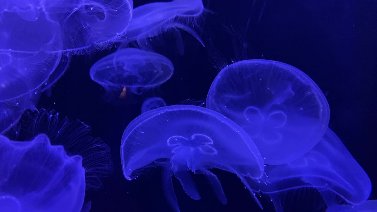 群水母漂浮暗蓝色灯光背景视频素材