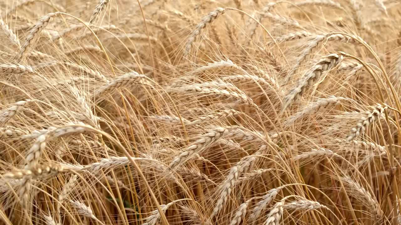 夏日夕阳下的麦田。金色的麦穗在强风中飘动视频素材