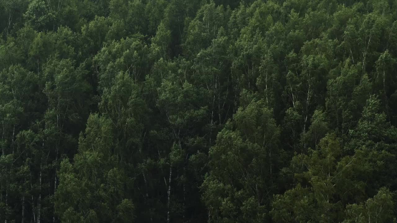 云杉，树枝在风中摇曳视频素材