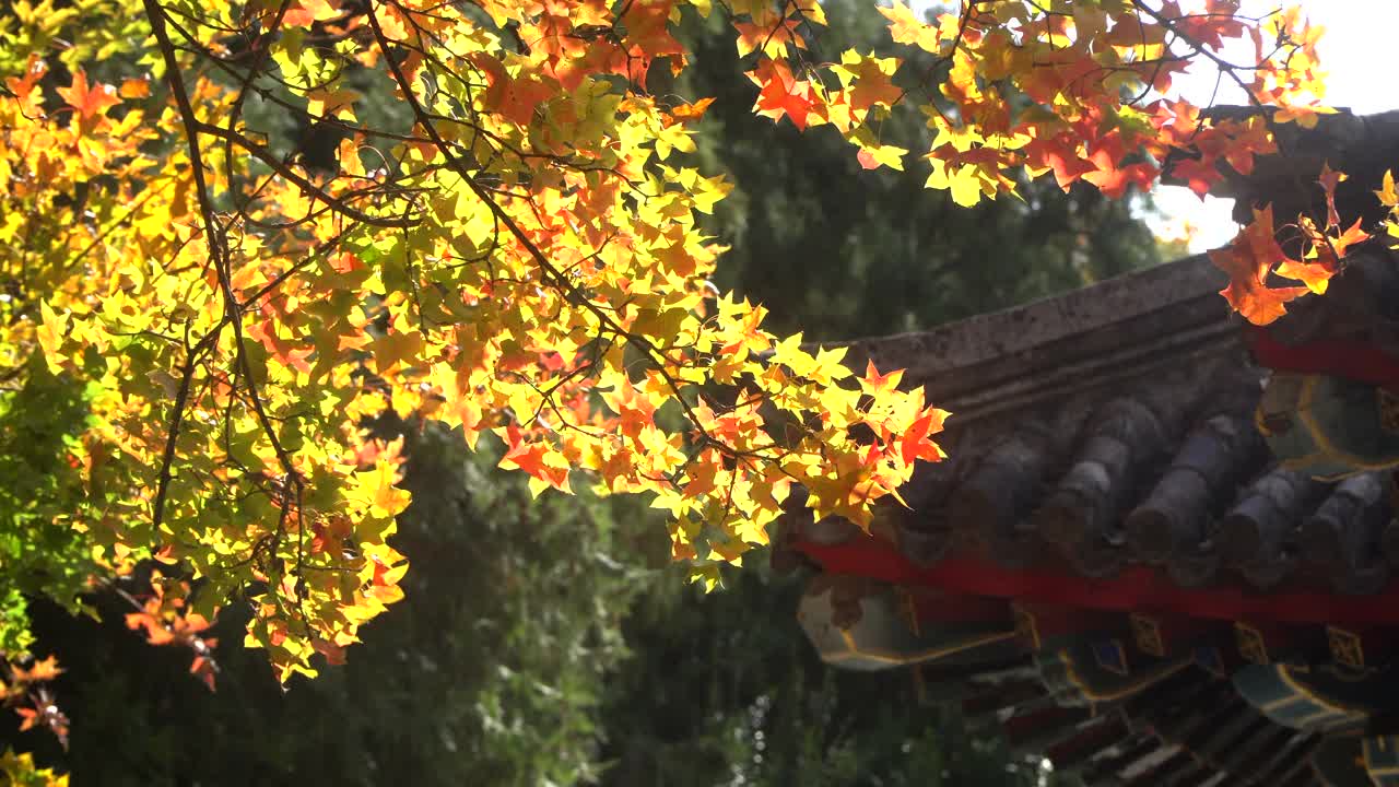 北京秋天的色彩视频素材