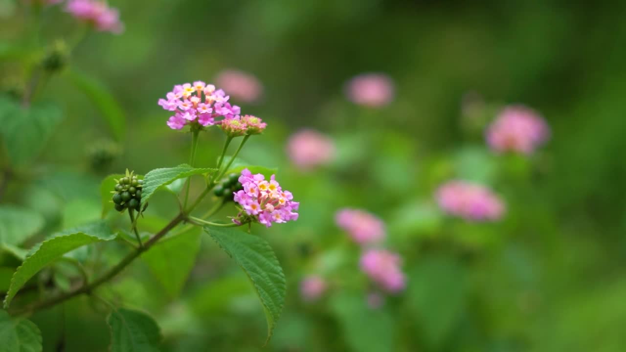 在印度古吉拉特邦的萨普特拉，Lantana植物的粉红色和黄色花朵的特写镜头视频素材