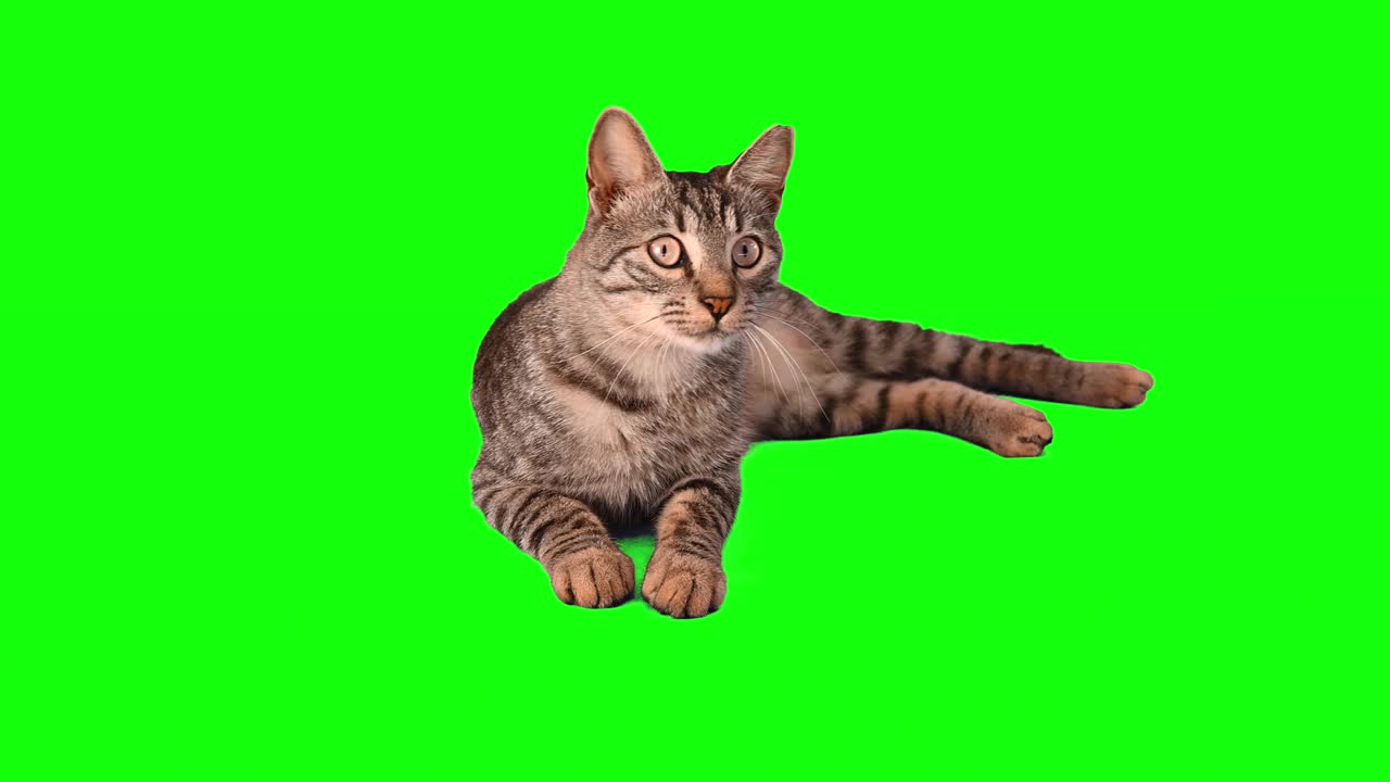 绿色屏幕上可爱的虎斑猫视频素材