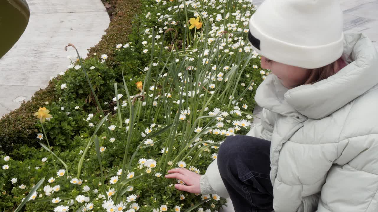 年轻女子抚摸着春天花坛上盛开的洋甘菊和绿草。少女抚摸着春天公园花坛上的鲜花和小草。视频素材