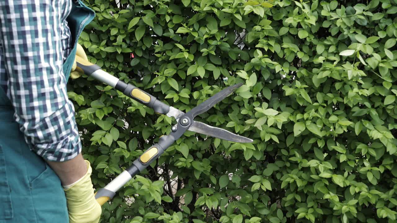 近距离的园丁修剪树篱视频下载