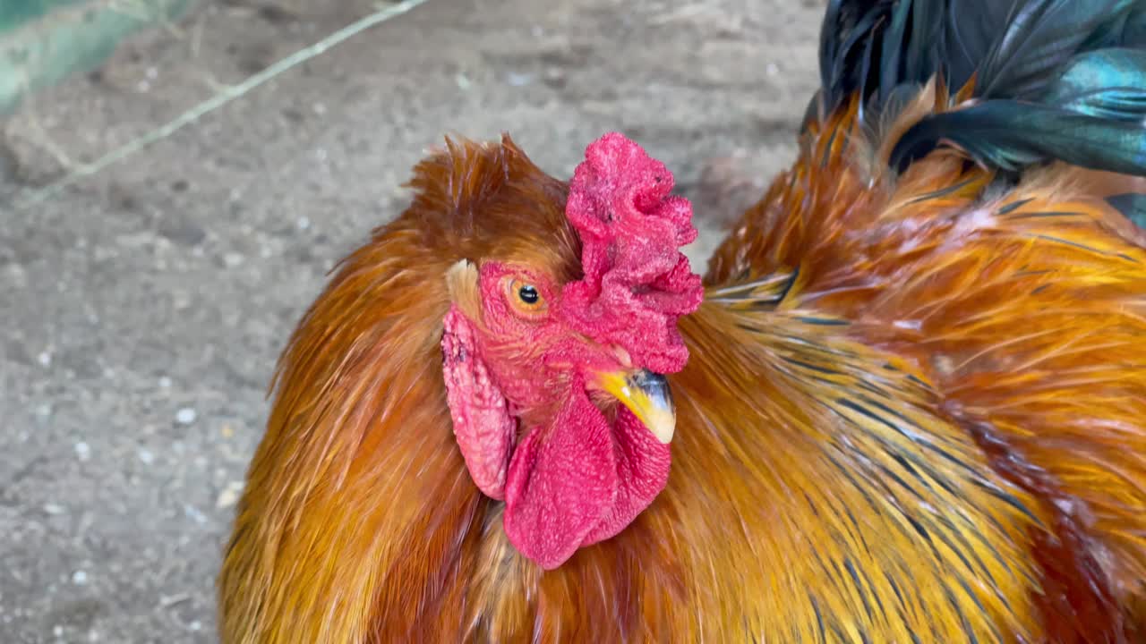 牛郎婆罗门公鸡在农场视频下载