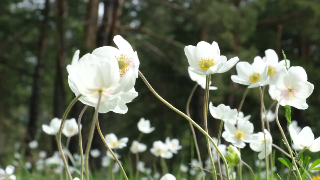 森林里第一朵春天开的白花视频素材