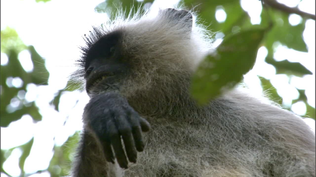 低角度的叶猴在树枝上发出警报视频素材