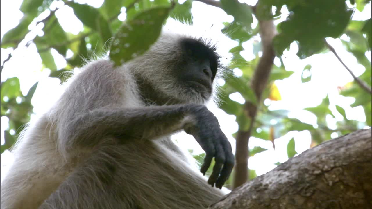 低角度看叶猴坐在树枝上发出警报视频素材