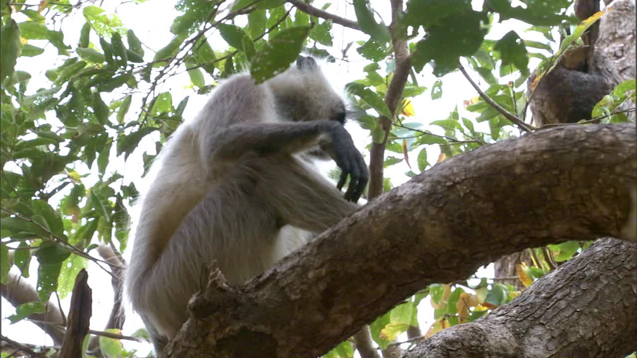 低角度看叶猴坐在树枝上，向下看视频素材