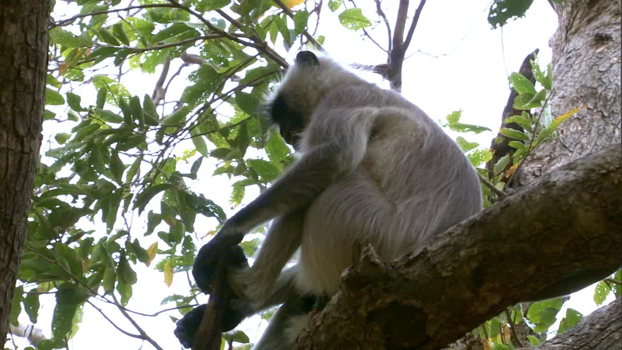 低角度看叶猴坐在树上，四处张望视频素材