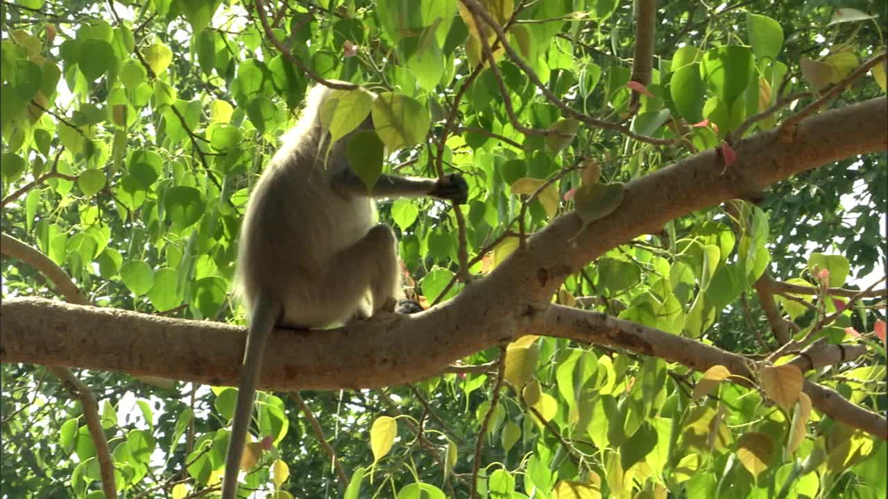 叶猴坐在树枝上视频素材