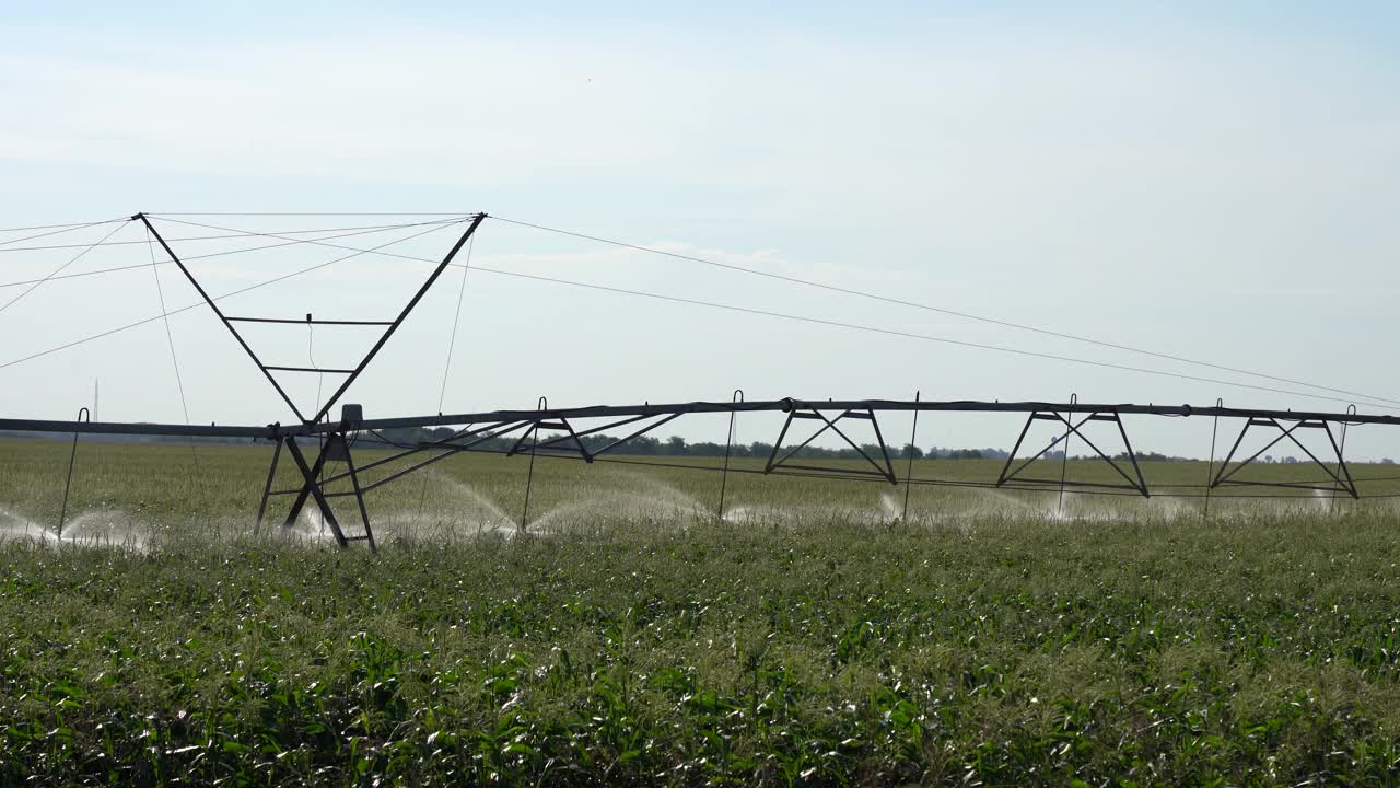 大型农业灌溉机，对玉米作物喷洒水视频素材
