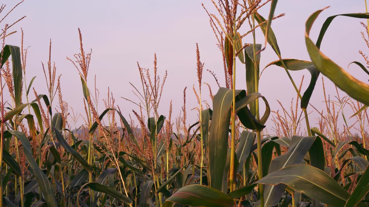傍晚的玉米地里，绿色的玉米秆顶上都盖满了种子。最臭名昭著的地方是万圣节的玉米地里视频素材