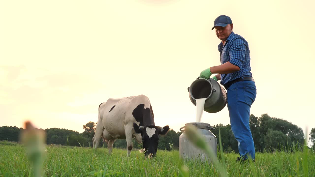 牛奶新鲜。在绿色的草地上，法默正在把鲜奶倒进一个罐子里，背景是一头奶牛。挤奶。奶牛场。乳制品。农业视频下载