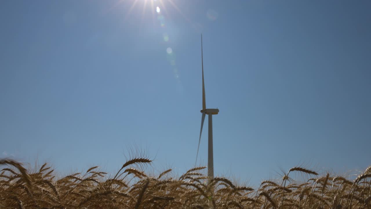 夏季午后麦田里风力发电机的低角度广角拍摄视频下载