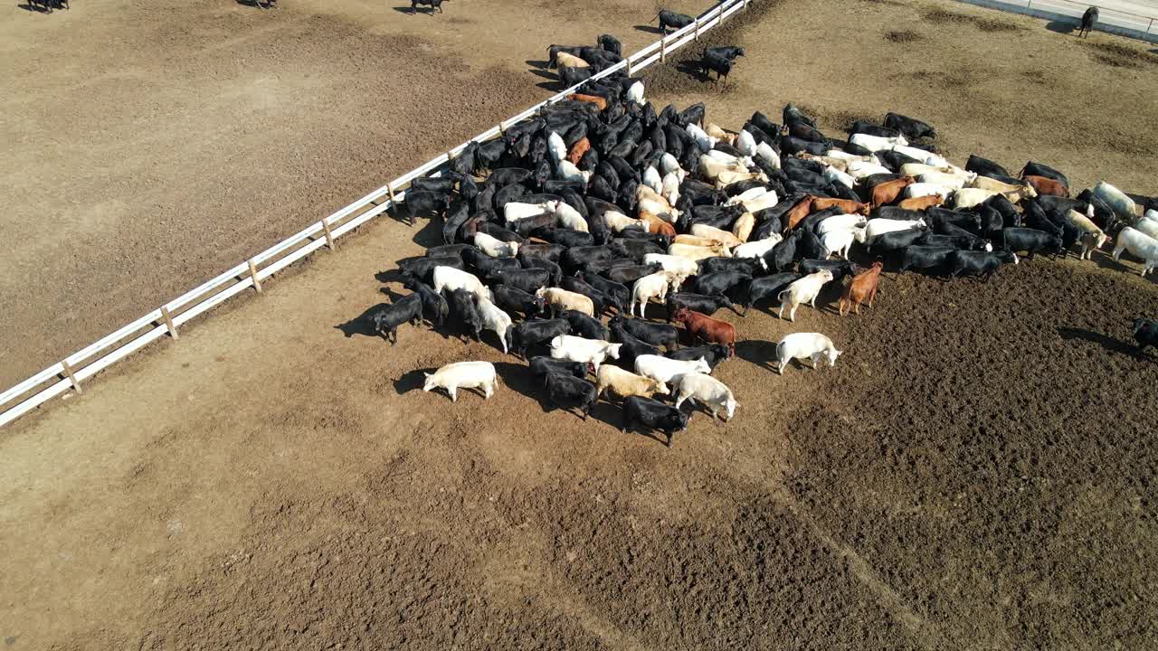夏日清晨，高角度推车向前拍摄从饲料槽喂养的牛视频素材