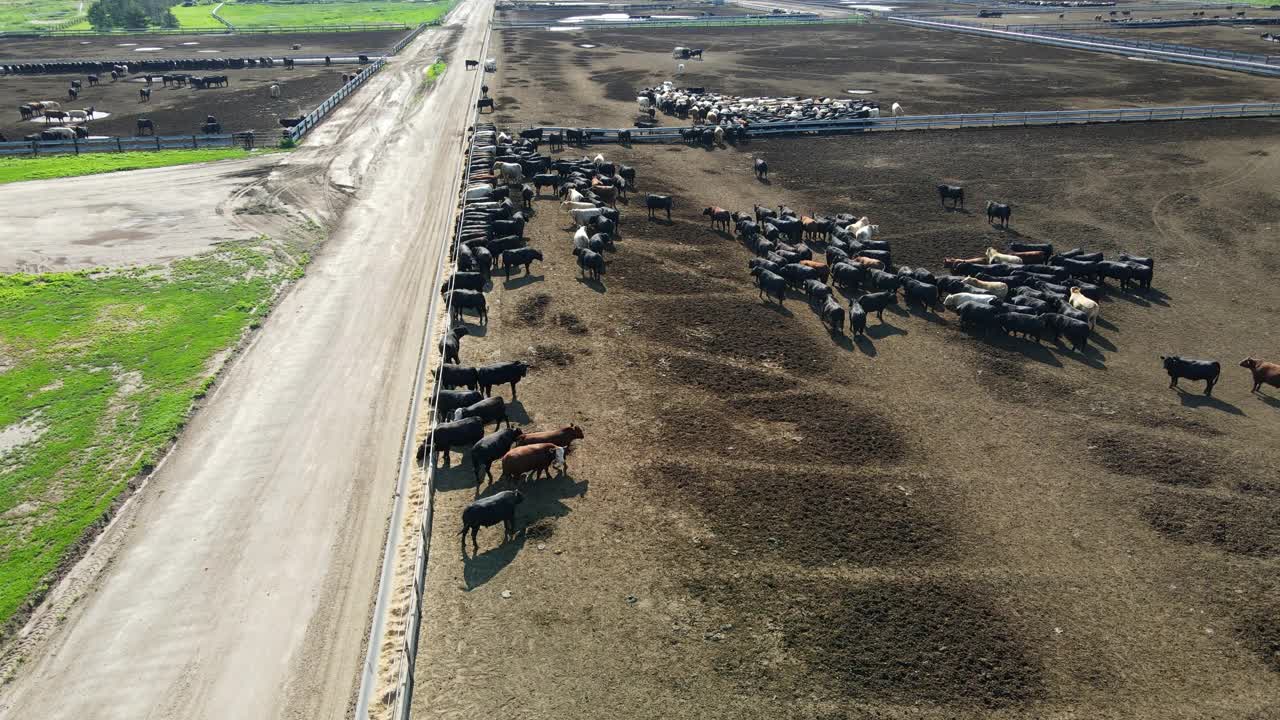 在夏天的早晨，宽阔的空中推车向前拍摄了从农场的食槽中喂养的牛在围栏里视频素材