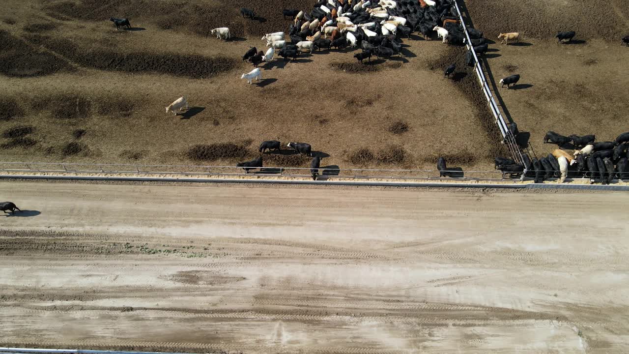 夏天的早晨，农场围栏里的牛的广角高空高角推车向前拍摄视频素材