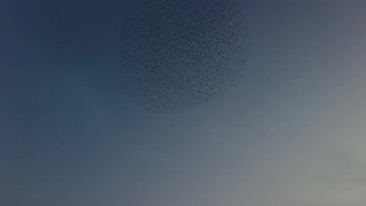 三星市日落时分欧椋鸟的美丽喃喃视频素材