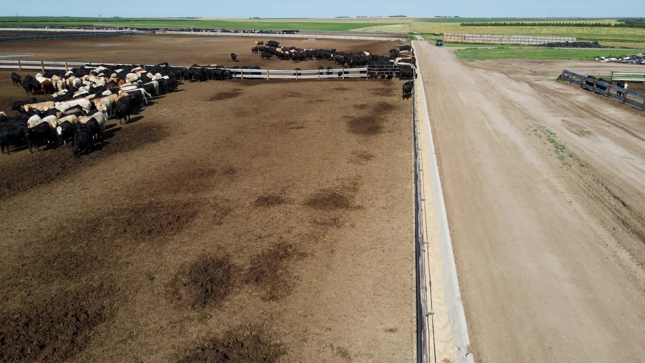 夏季早晨，鸟瞰图拍摄了从农场食槽中取食的圈养牛群视频素材