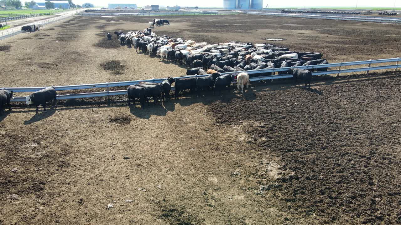 夏天的早晨，农场围栏里牛群的空中摄影视频下载