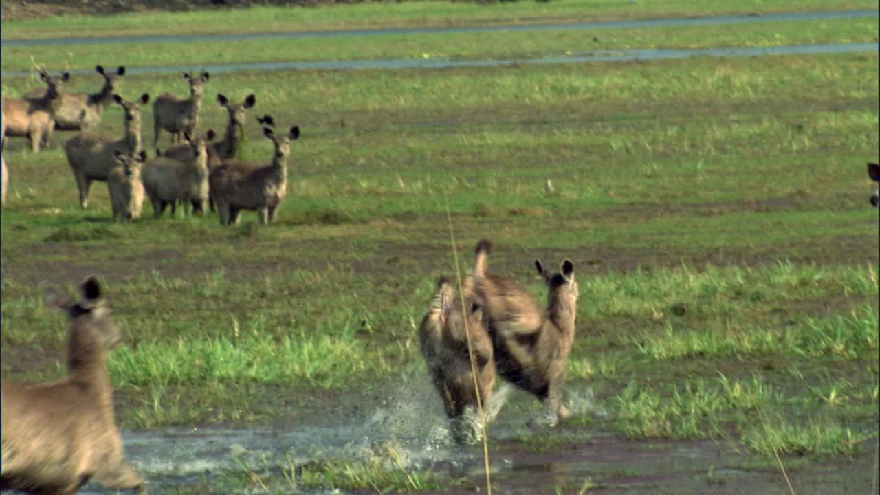 一群鹿警觉起来，向湿地逃跑视频下载
