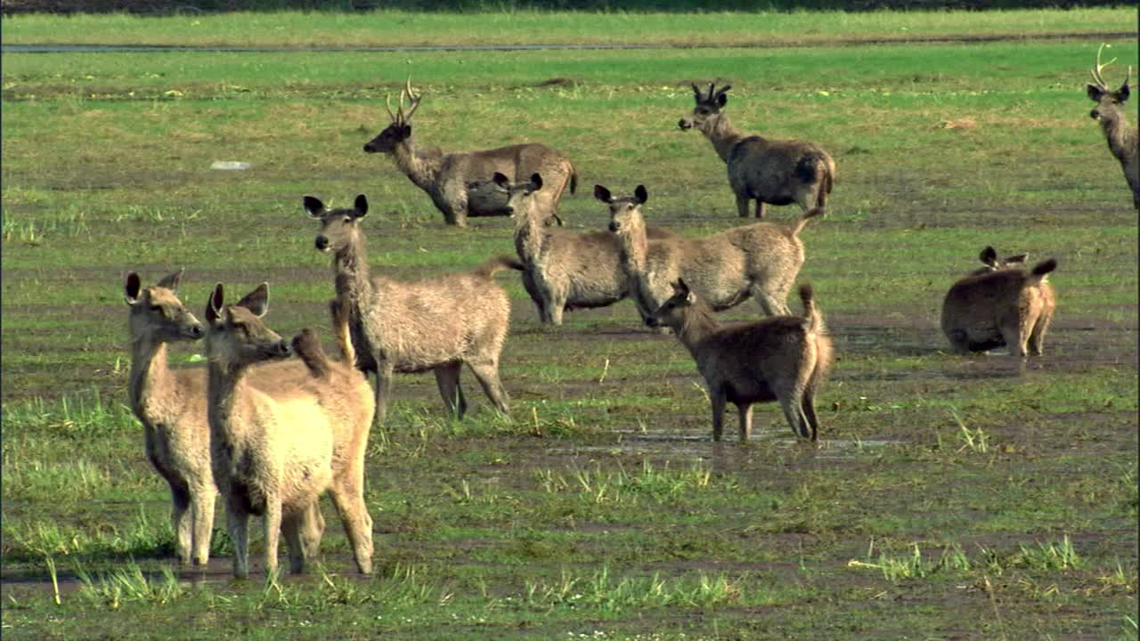 湿地上，一群野鹿和小鹿站在一起视频下载