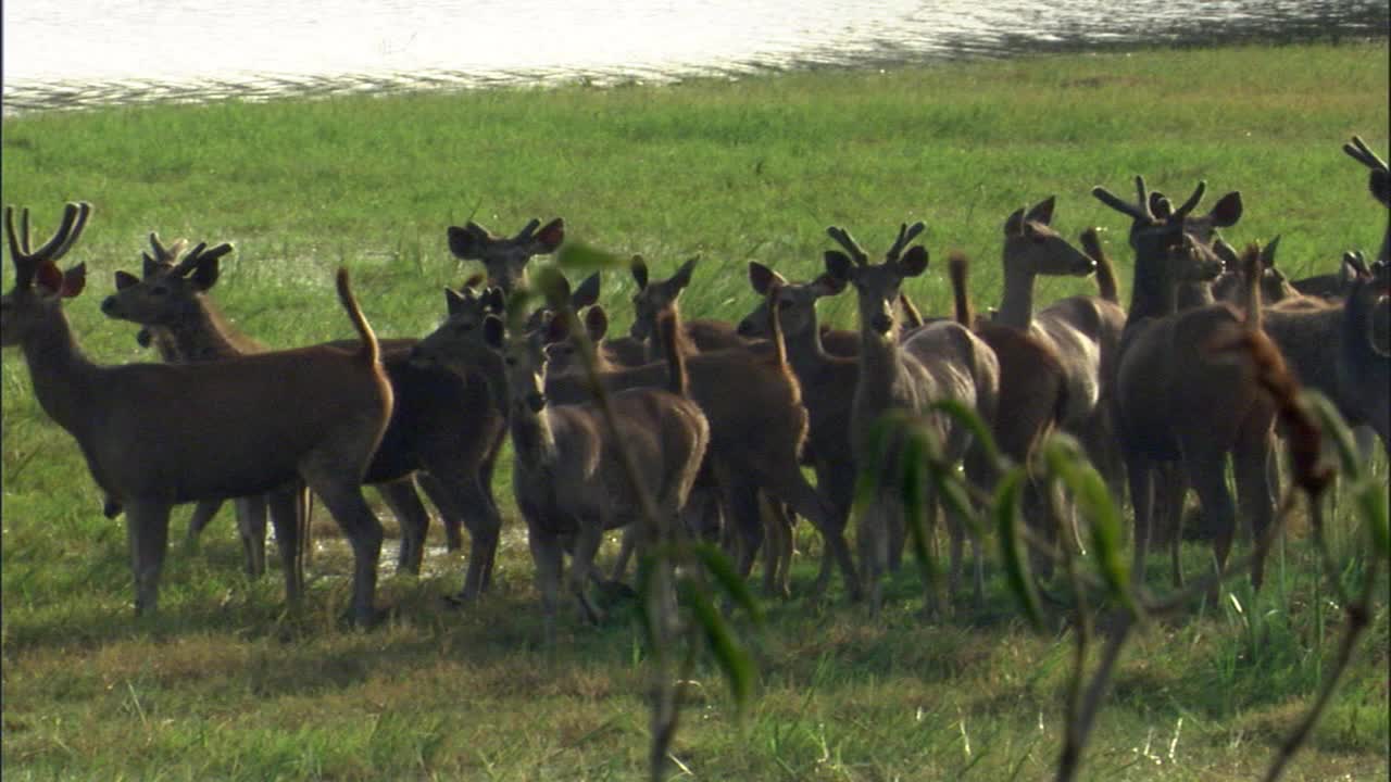 一群站在水边的野鹿视频下载